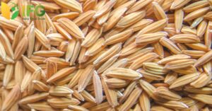 Rice Husk Wholesaler in India 